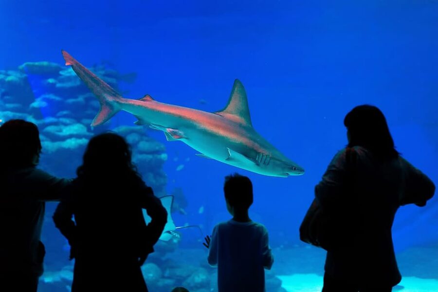 Antalya: Aquarium and Wax Museum Entry Ticket - Face 2 Face Wax Museum: Celebrity Encounters in Plain Sight