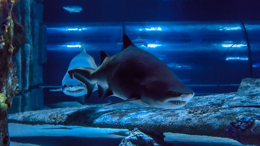 Antalya: Aquarium and Wax Museum Entry Ticket - How Much Time and Money You Really Need for This Combo