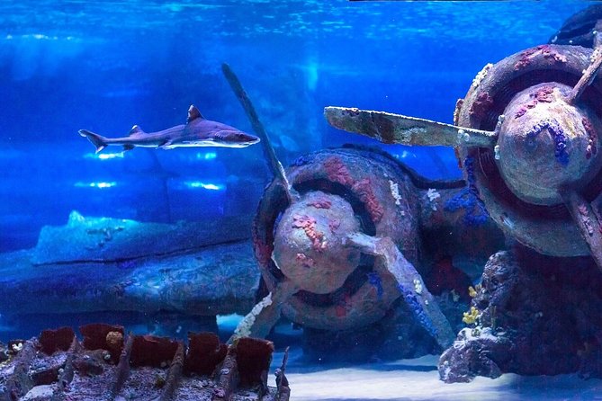 Antalya: Aquarium Ticket With Optional Transfer - Timing, Arrival, and What to Expect on the Ground