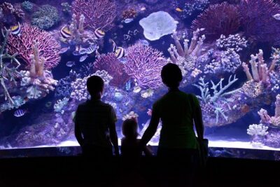 Aquarium Ticket With Optional Transfer