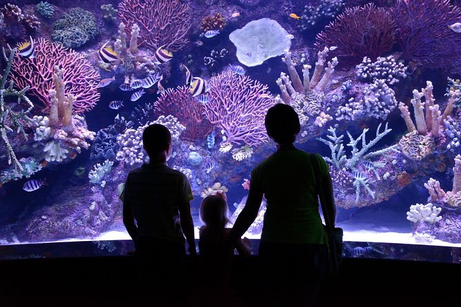 Antalya: Aquarium Ticket With Optional Transfer - Inside Antalya Aquarium: Wax Museum, Reptiles, and Snow World