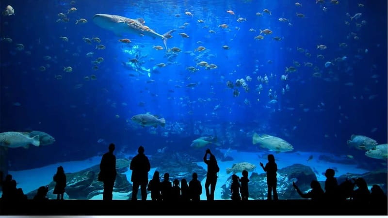 Antalya: Aquarium, Wax Museum, Snow World, Wild Park - Tropical Reef Highlights: Coral, Seahorses, and the Shark Tank