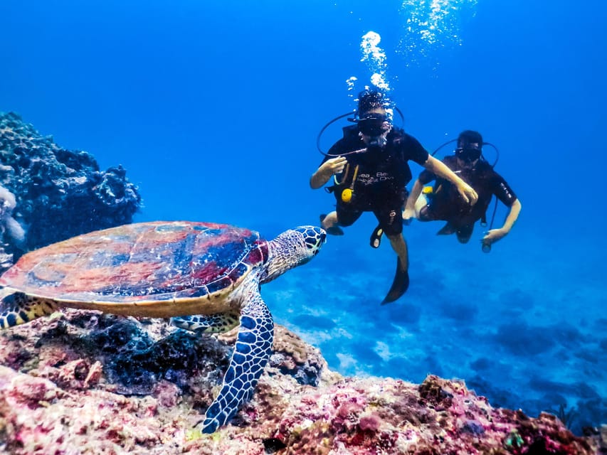 Antalya/ Kemer/ Belek Scuba Diving With Lunch & Transfer - Marine Life Chances: Fish, Underwater Flora, and Possible Turtles