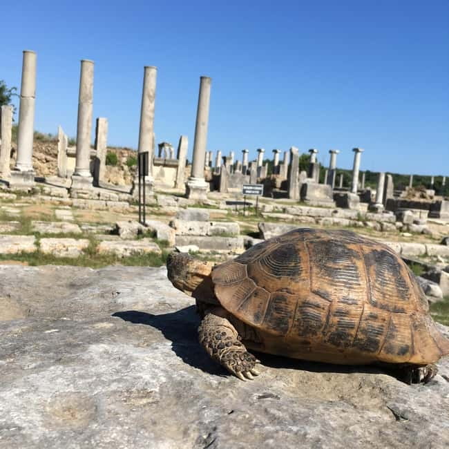 Antalya: Perge Ancient City Tour - Price and Value: Is $56 a Good Deal?