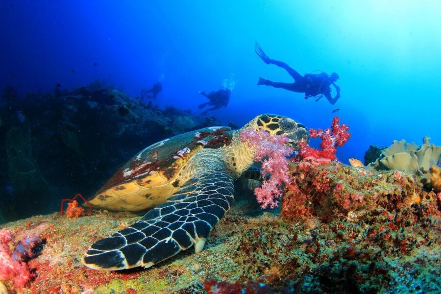 Belek: Scuba Diving in the Mediterranean Sea - Price and value at about $53, what you get and what costs extra