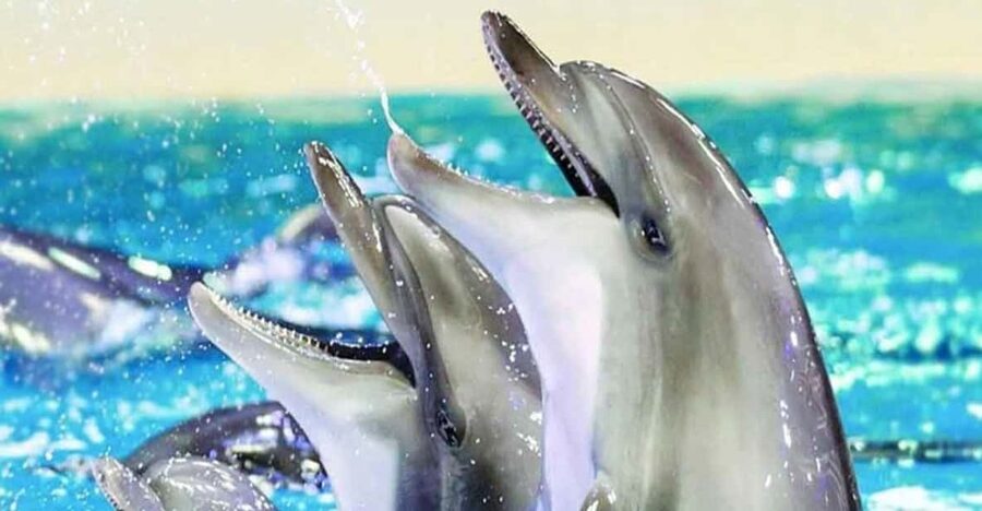 From Belek: Dolphin Show with Transfers - How the Belek Pickup and Dolphin Venue Day Flows