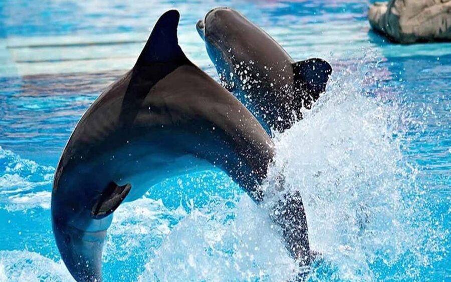 From Belek: Dolphin Show with Transfers - Price and Value: Why $47 Can Be a Good Deal, or Not