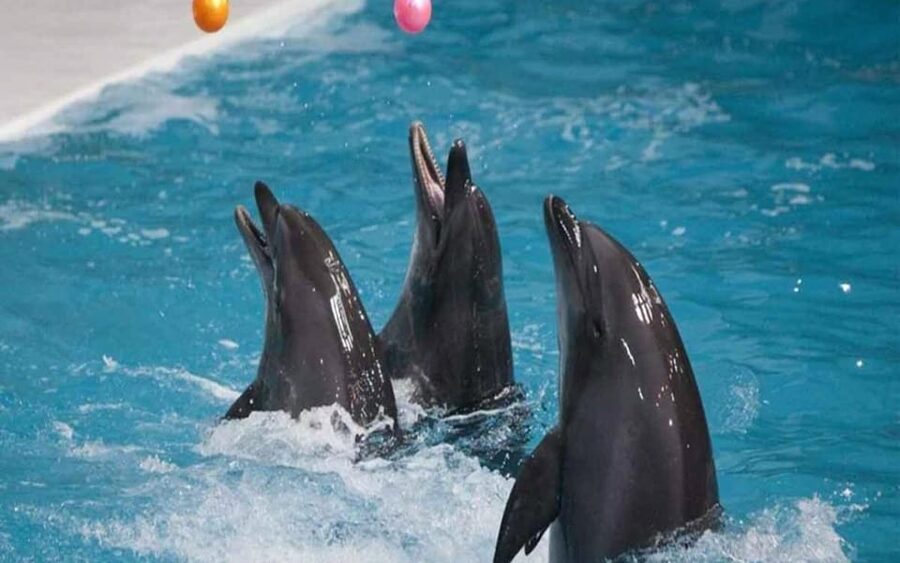 From Belek: Dolphin Show with Transfers - Who This Dolphin Show Fits Best in Your Trip