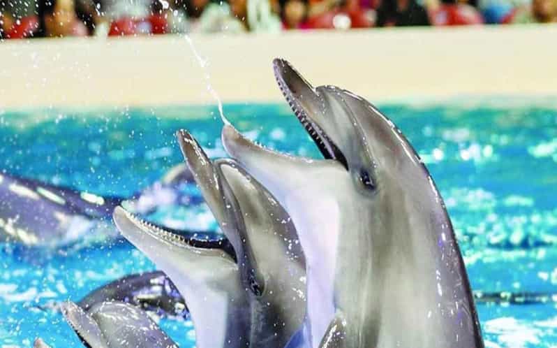 From Belek: Dolphin Show with Transfers - The Show Itself: Tricks, Choreographed Routines, and Trainer Talk