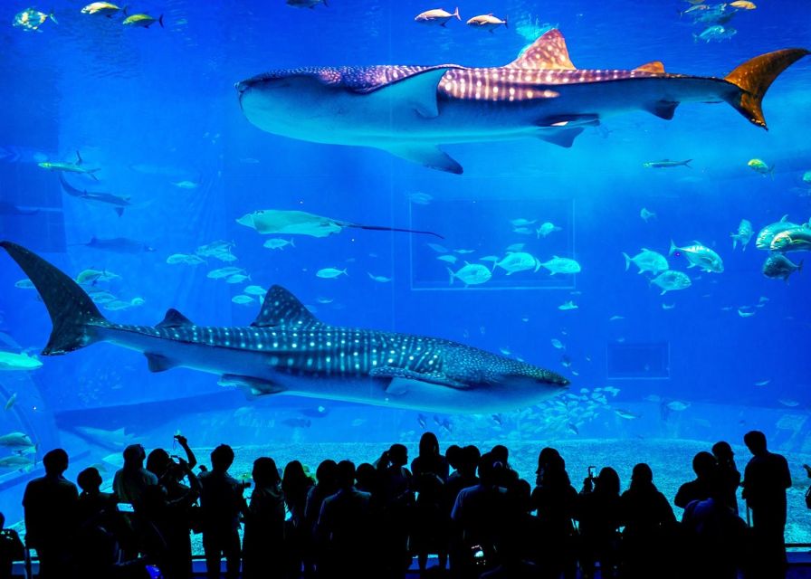 From city of Side: Antalya Aquarium Full-Day Trip - Who should book this trip, and who might skip it