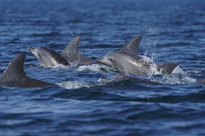 Side: Dolphin Island Boat Tour with Foam Party and Lunch - Price and value: what your $30 covers, and what it doesn’t
