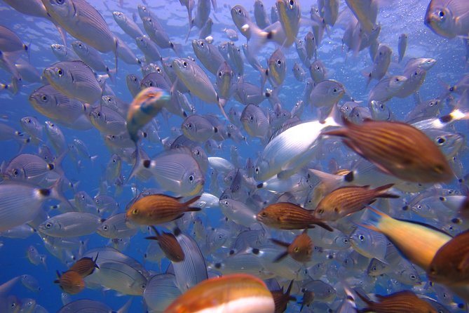 Side: Scuba Diving Under Water Museum - Lunch Break: A Turkish Fix Menu That Helps You Enjoy the Water