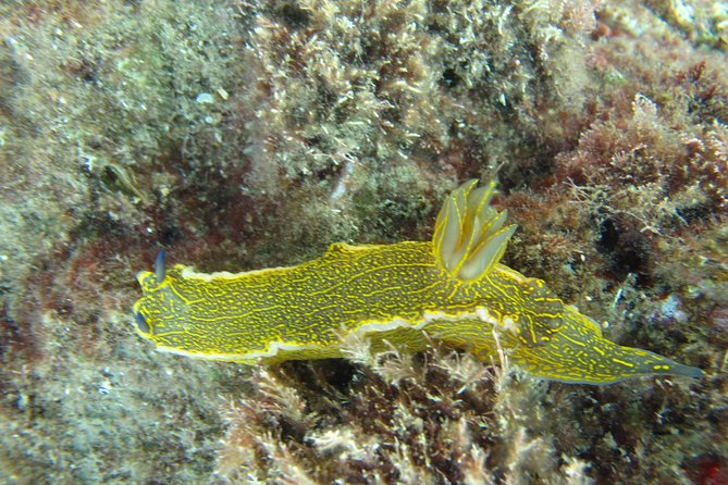 Side: Scuba Diving Under Water Museum - What to Bring (So You Do Not Waste Time)